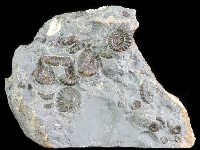Ammonite Fossil Slab - Marston Magna Marble #63490